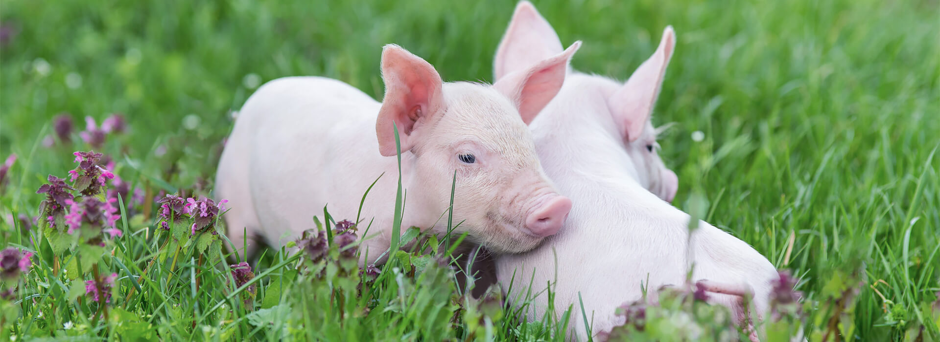 Spenden | Vegane Gesellschaft Schweiz